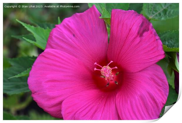 Pink mallow flower Print by Stan Lihai