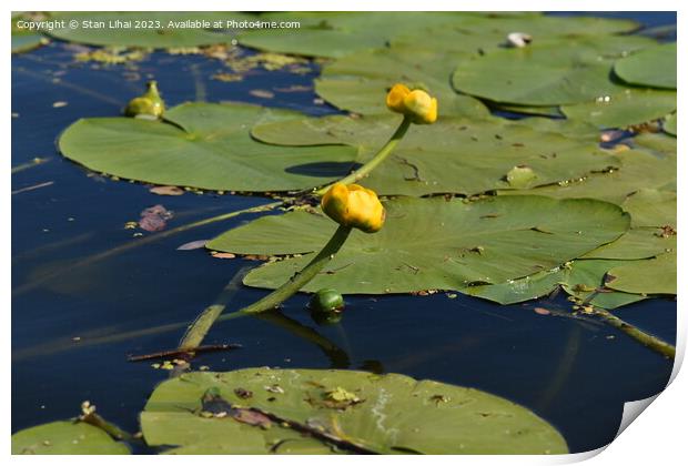 Yellow water lily in the pond Print by Stan Lihai