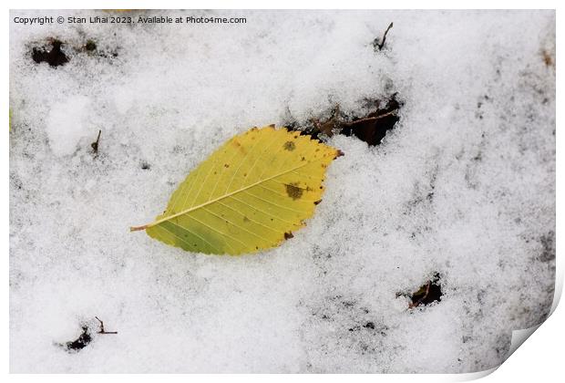 Yellow leaf on snow Print by Stan Lihai