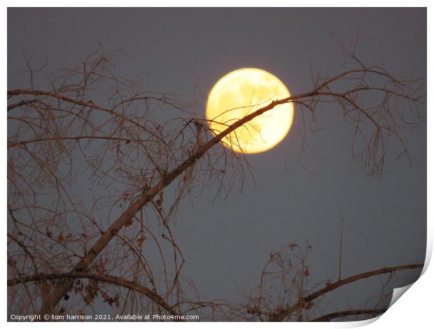 moon in a tree Print by tom harrison