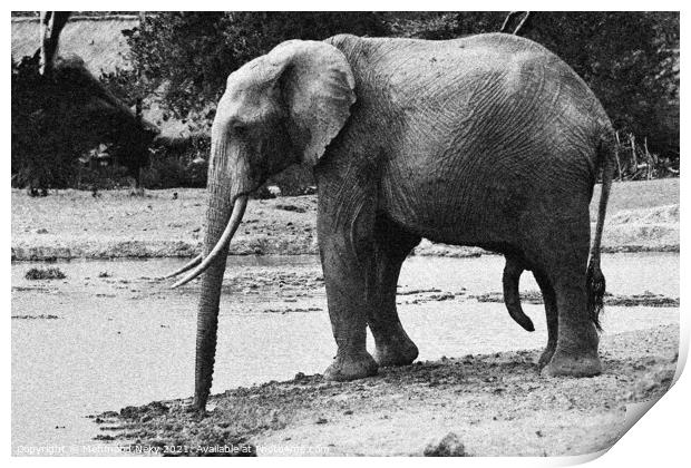 Elephant at waterhole Print by Mehmood Neky