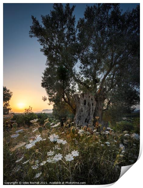 Ancient olive tree sunrise Pollenca Print by Giles Rocholl