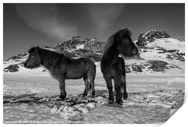 Iceland horses in snow Print by Giles Rocholl