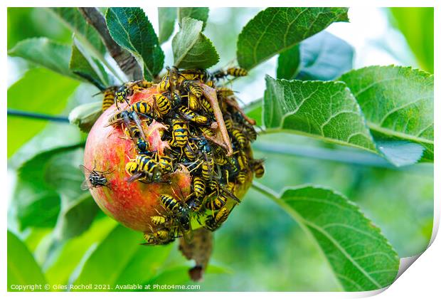 Wasps and apple tree Print by Giles Rocholl