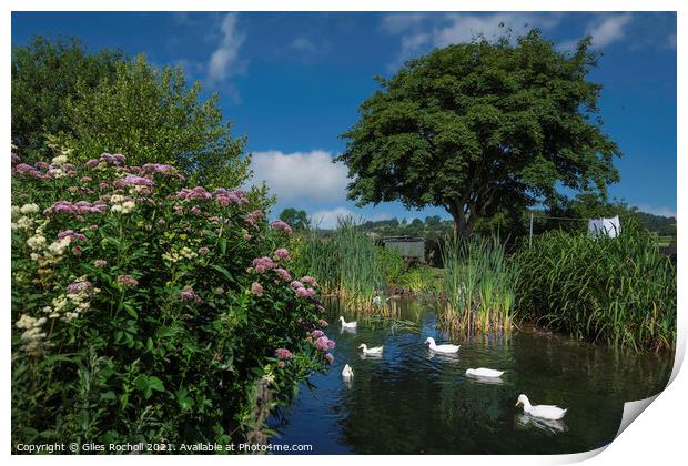 Ducks on a pond Print by Giles Rocholl
