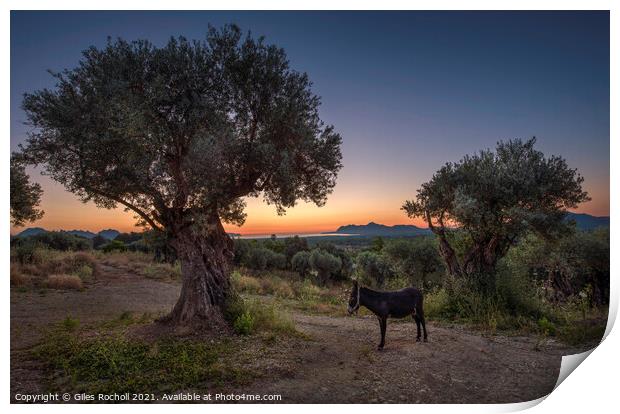 Sunrise Majorca donkey Print by Giles Rocholl