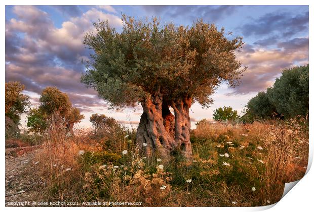 Ancient olive tree Majorca Print by Giles Rocholl