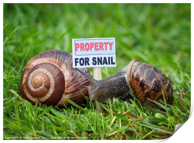 Animal snail humour Print by Giles Rocholl