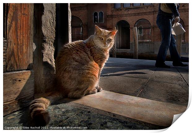 Cat Venice Italy Print by Giles Rocholl