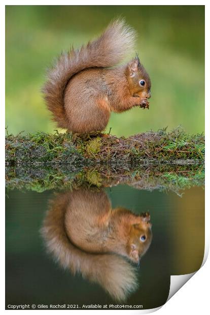 Red squirrel Yorkshire Print by Giles Rocholl