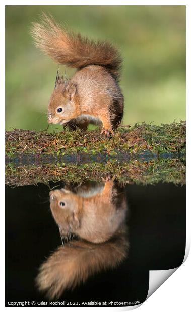 Red squirrel Yorkshire Print by Giles Rocholl