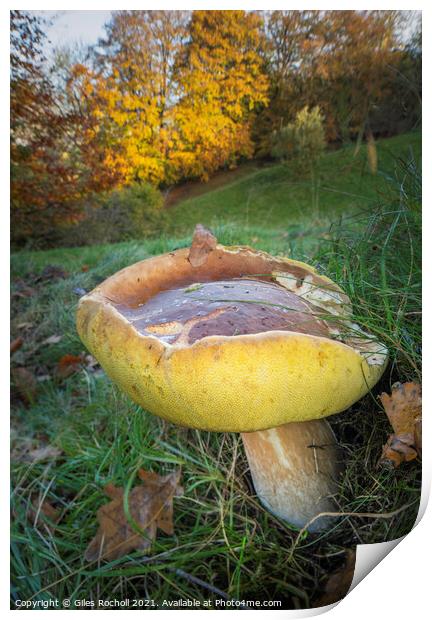 Fungus fungi Boletus Yorkshire Print by Giles Rocholl