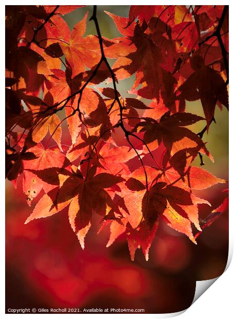 Red Autumn Leaves Yorkshire Print by Giles Rocholl