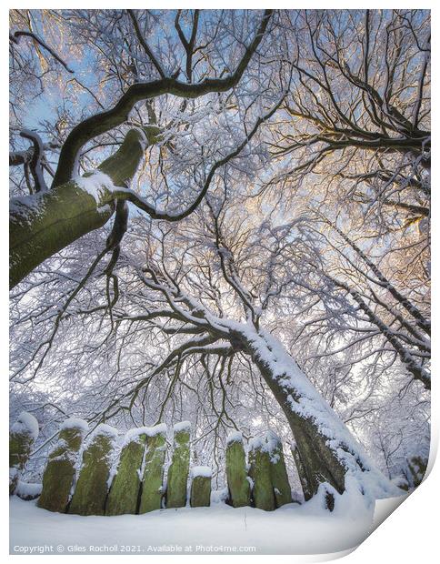 Snow covered trees Yorkshire Print by Giles Rocholl
