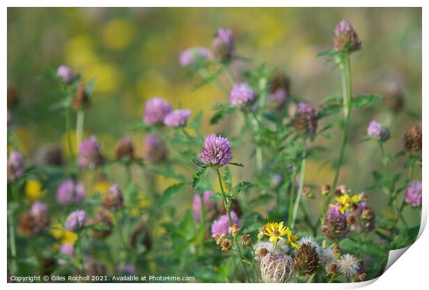 Red Clover Wild Flowers Print by Giles Rocholl