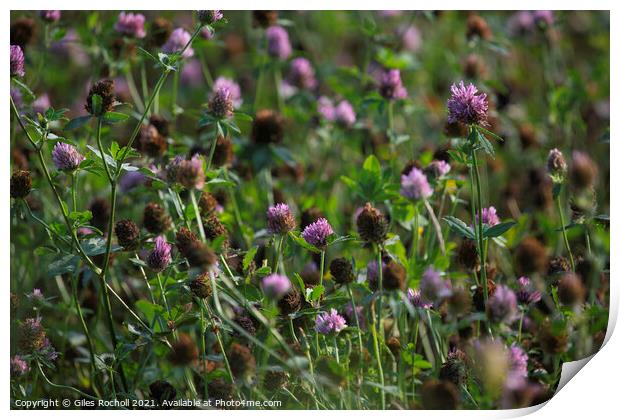 Red Clover Wild Flowers Print by Giles Rocholl