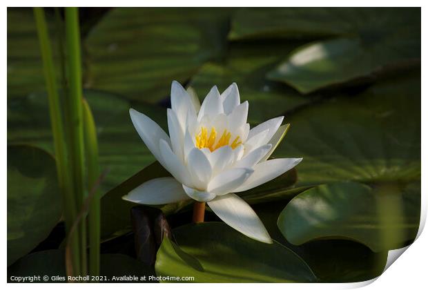 White Water Lilly Print by Giles Rocholl
