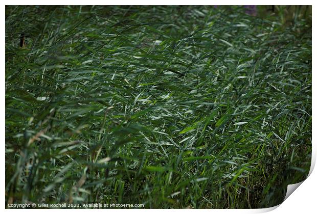 Reeds wild grass Print by Giles Rocholl