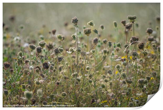 Wild carrot seeds heads Print by Giles Rocholl