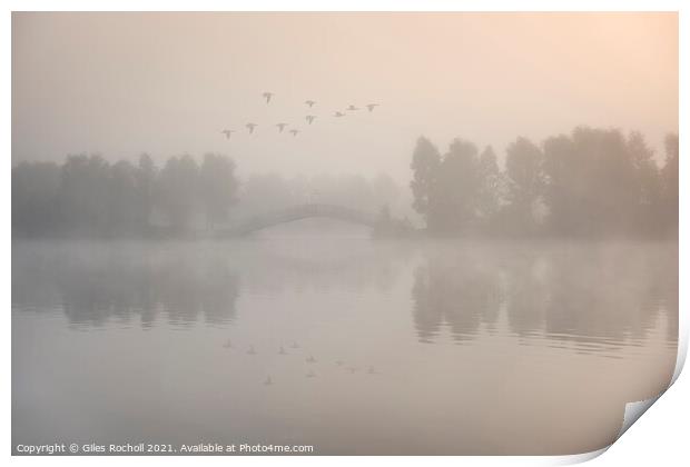Flying ducks over misty lake Doncaster Print by Giles Rocholl
