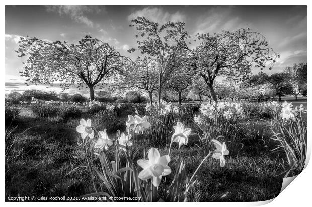 Daffodils and Cherry Blossom Harrogate Print by Giles Rocholl