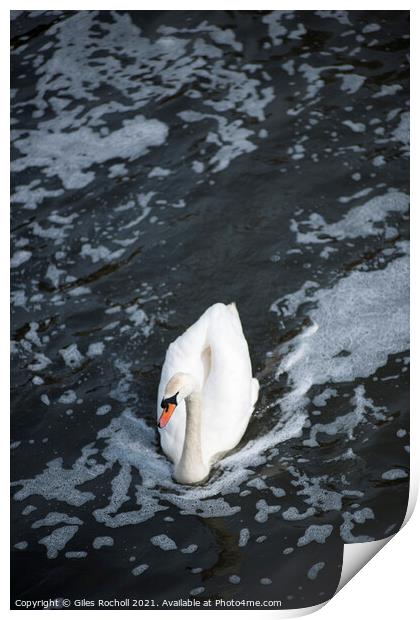 Swan swimming in a body of water Print by Giles Rocholl