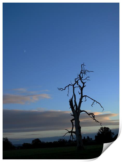 Lone tree at dusk Print by Virginie Mellot
