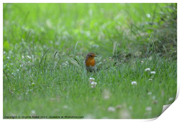 Robin in the grass Print by Virginie Mellot