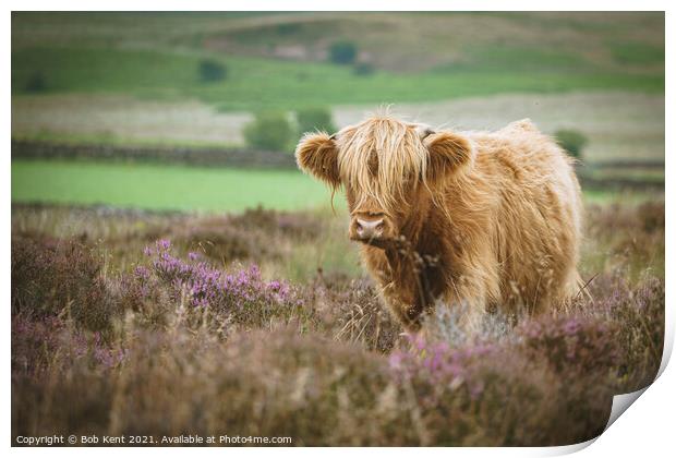 Highland Cattle on Baslow Edge  Print by Bob Kent