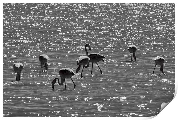 Flamingos under the light Print by Dimitrios Paterakis
