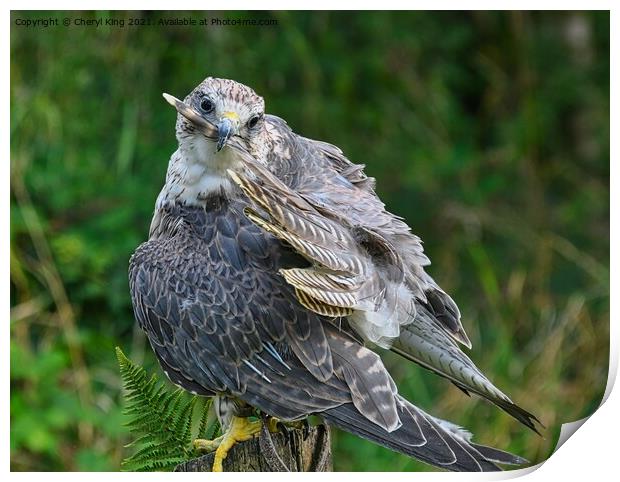 Animal bird Print by Cheryl King