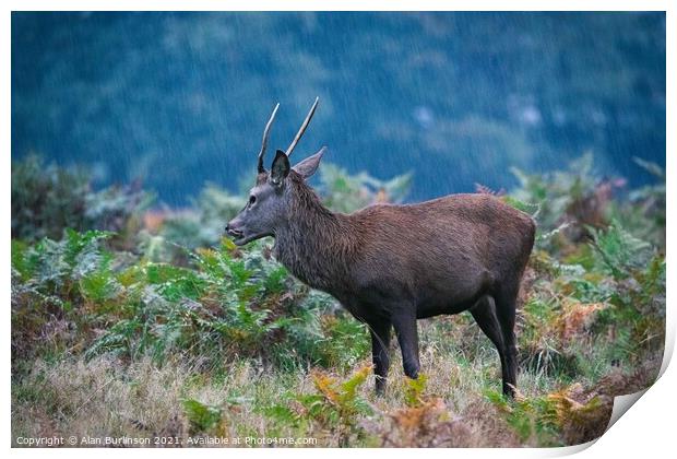 A deer in the rain Print by Alan Burlinson