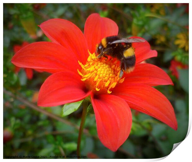 Bee on red flower Print by Marie Cooke
