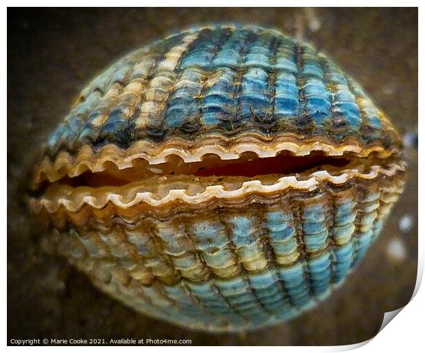 Blue shell Print by Marie Cooke