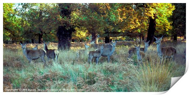 Red Deer in Richmond Park, Surrey Print by Phil Banks