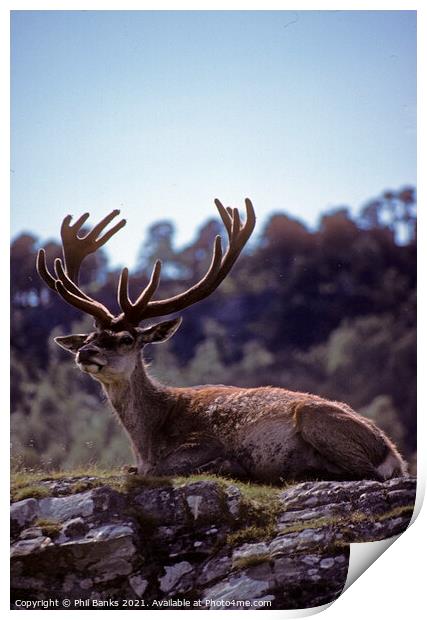Red deer stag in mid summer - Scottish Highlands Print by Phil Banks