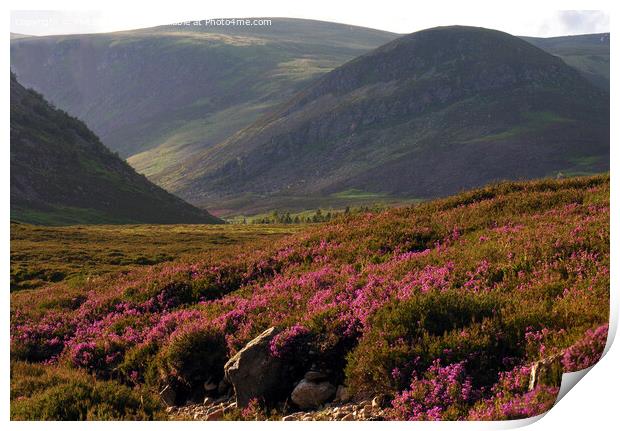 Bell Heather blooming in Glen Clova Print by Phil Banks
