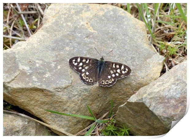 Speckled wood butterfly on rock Print by Phil Banks
