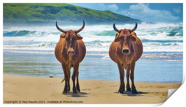 Transkei Xhosa Nguni on Wild coast beach South Afr Print by Paul Naude