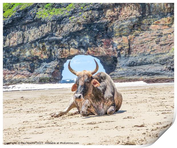 Nguni cow Hole in the Wall Transkei wild coast  Print by Paul Naude