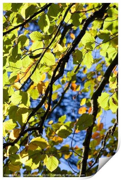 Common beech tree leaves backlit Print by Elaine Hayward