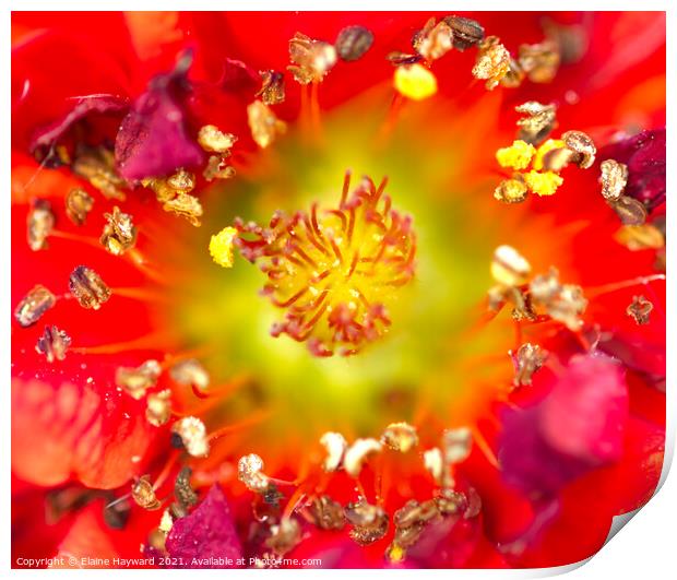 Red Geum flower macro Print by Elaine Hayward