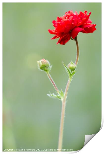 Geum red flower Print by Elaine Hayward