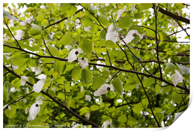Handkerchief tree blossoming Print by Elaine Hayward