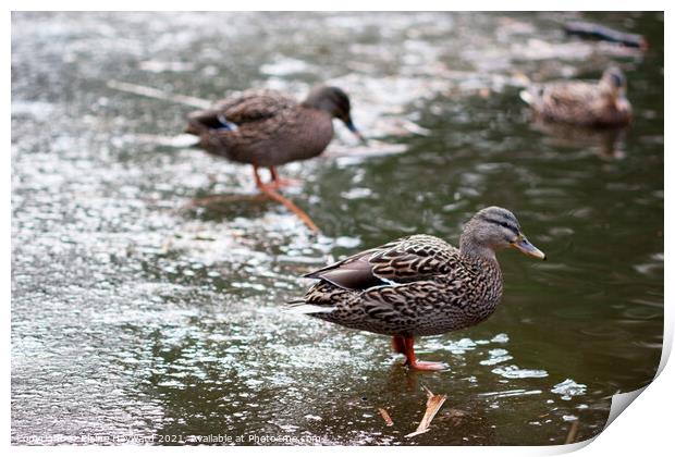 Ducks on a frozen pond Print by Elaine Hayward
