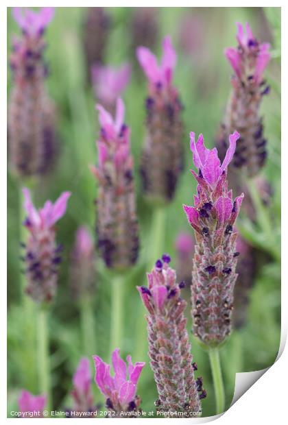 French lavender flowers close up Print by Elaine Hayward