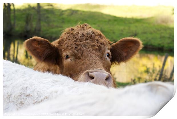Curious brown cow Print by Elaine Hayward