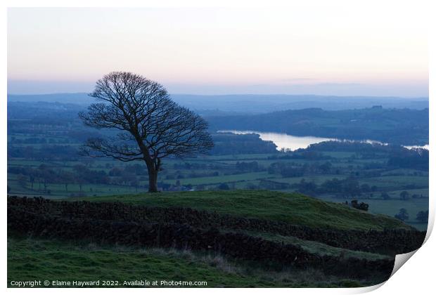 Lone tree in the Roaches  Print by Elaine Hayward