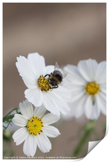 Bee on white cosmos flower Print by Elaine Hayward