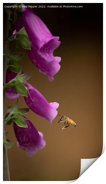 Digitalis Bee Print by Paul Pepper